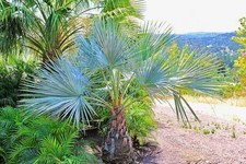 Mexican Blue Hesper Palm Tree Seeds ~ Brahea Armata ~ Mexican Blue Palm Tree ~