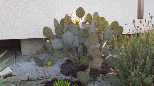 Opuntia violacea santa rita - violacea, 'santa