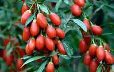 Lot de 50 graines Goji Berry Lycium Chinense Bio Sauvage