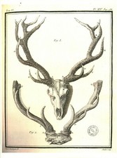 Cabinet of Curiosity Board Poster A3 Animal Anatomy Head Deer Wood 