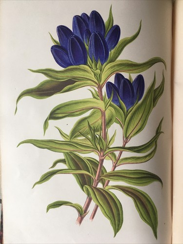 Les plantes alpines verlot - les,