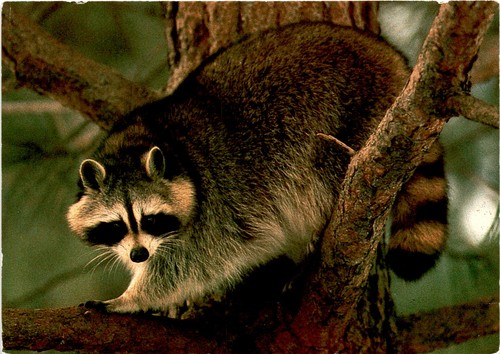 Racoon raton laveur - raton, banff