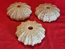 3 ANTIQUE LAMPSHADE LAMP CHANDELIER TULIP GLASS Vintage 