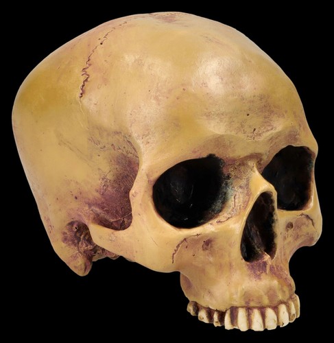 Crâne humain sans - sans, mandibule