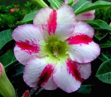 4 graines de Rose du désert