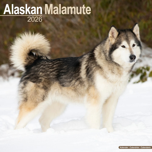Calendrier 2026 alaskan - 2026,