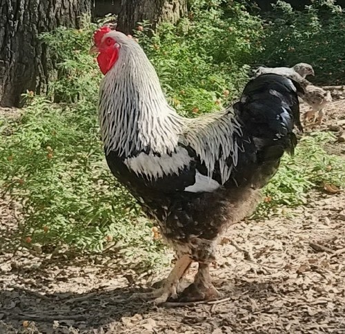 Dark brahma fertile - ,