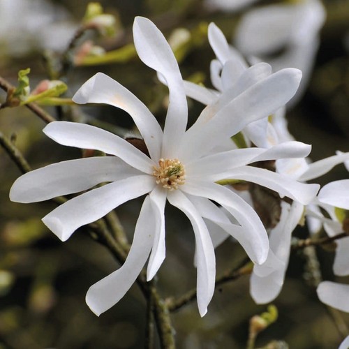 Magnolia stellata l un - 2l, l'un