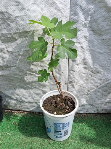Figuier ficus carica figue - carica, /figue