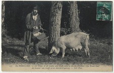 EN PERIGORD (24) - La truie