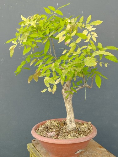 Bonsaï glycine cm - cm, en