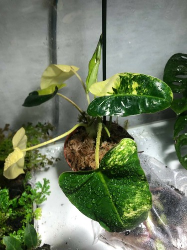 Philodendron burle marx - philodendron,