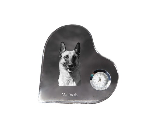 Malinois chien - chien,