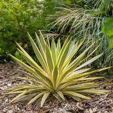 Yucca gloriosa 'Citrus Twist'