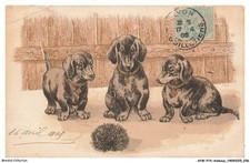 AVWP14-0799-ANIMALS - Dog - Dachshund