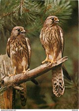 Animals - Birds - Raptors - Kestrel Falcons - CPM - New Map - See Sca