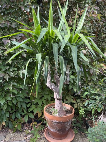 Ancien palmier yucca mature - palmier,