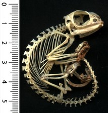 Véritable SQUELETTE 