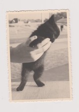 Antique Photo ?️ Hand Tenderness Black Kitten Standing Coxide 1952 Vintage