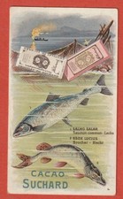 CHROMO - CHOCOLATE SUCH - FISH - SALMON AND PIKE