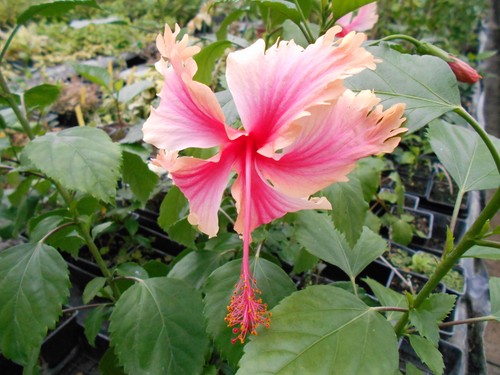 Hibiscus pink shower - hibiscus,