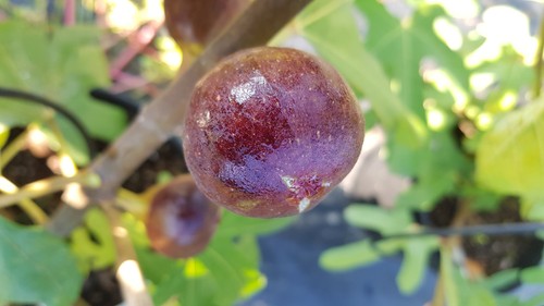 Ficus carica osborn - carica, 'osborn