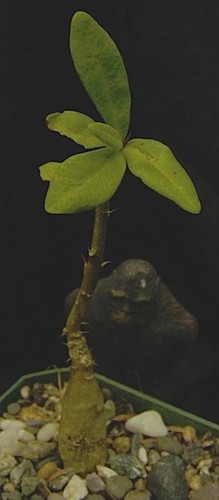 Pachypodium succulentum