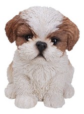 Chiot Shih Tzu marron, blanc