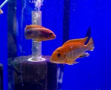 Live Fish (3) Swedish Red Top Labidochromis Hongi 1.5”+ Mbuna African Cichlid
