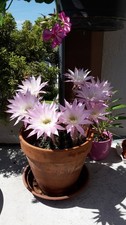 CACTUS ECHINOPSIS FLEURS BLANCHES ROSEES
