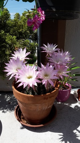 Cactus echinopsis fleurs - cactus,