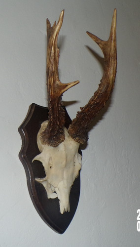 Trophee chasse massacre - trophee,