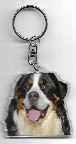 Bouvier bernois chien - bouvier,