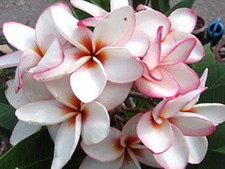 Plumeria Seeds/Flowers/ "Diamond_Locket"/Fresh 100 seeds!!