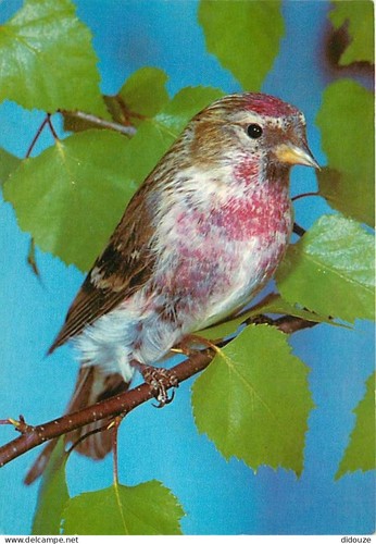 Carte postale animaux - carte,