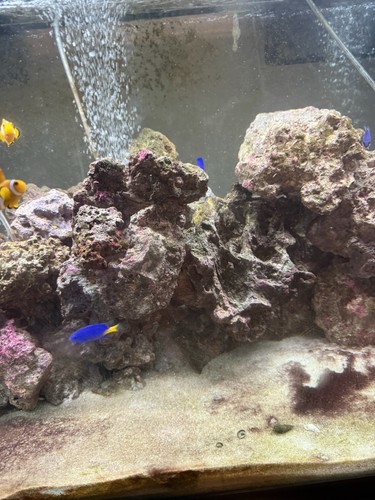 Aquarium fish tank - aquarium, standar