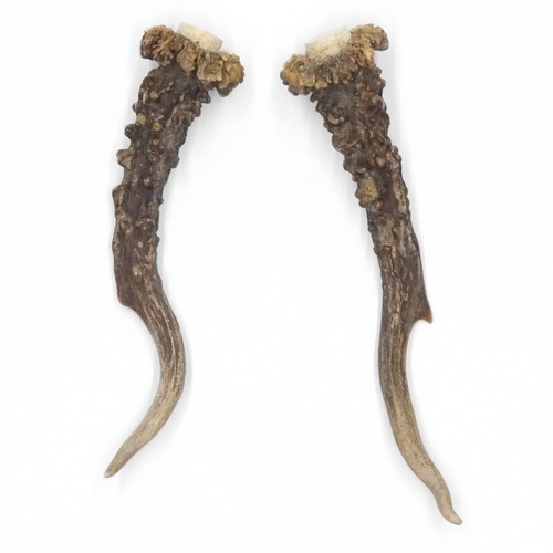Paire bois cerf longueur - paire,