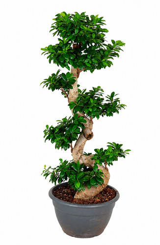 Ficus ginseng forme plante - forme, s