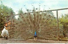 Carte Postale - Animaux -