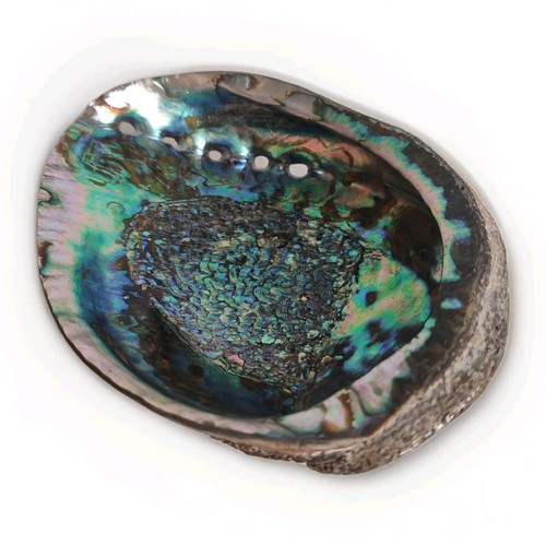 Ancien coquillage coquille - ancien,
