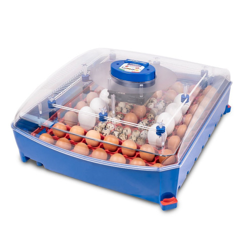 Borotto lumia incubateur - 56,