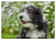 Adorable clown Bearded Collie (Calendrier mural 2026 DIN A3 horizontal), CALVEND