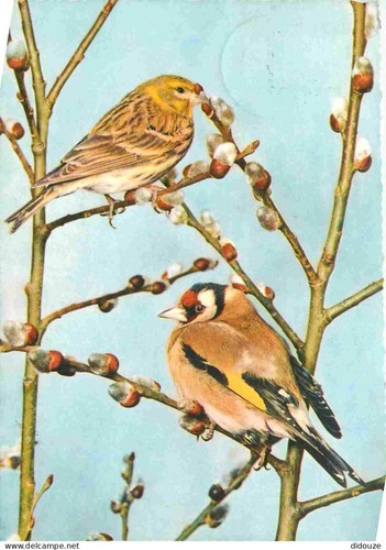 Carte postale animaux - carte,