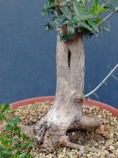 Bonsaï olivier 40 x 20 cm en