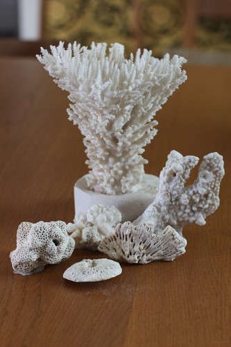 Lot coraux blancs - de,