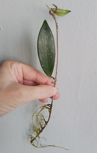 Hoya pubicalyx - 🌸🌸🌸hoya,