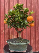 BONSAÏ AGRUME CITRUS