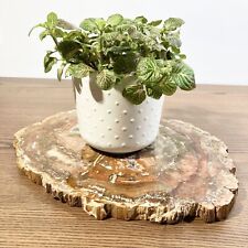 Stunning Large Slice of Polished Fossilized Wood Amber Glossy Rare