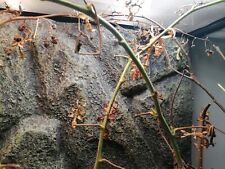 aquarium aménage en Terrarium