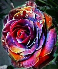 RARE 10x graine Rosier